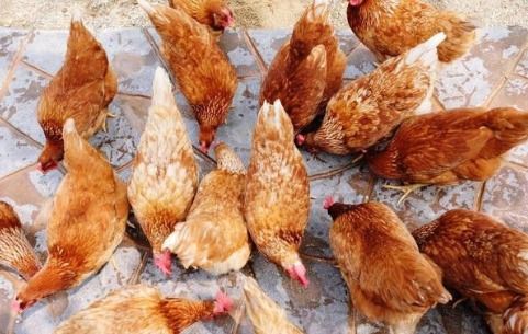 一年两个春，带毛的贵如金 农谚中的家禽牲畜养殖智慧