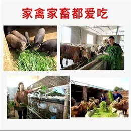 安新常青牧草种子公司 进口饲料种子价格查询与家禽牲畜养殖优势
