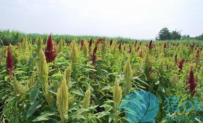 籽粒苋人工种植及家禽牲畜应用注意事项
