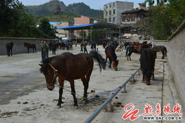赶场日里的生计画卷 三都千余只家禽牲畜静候新主