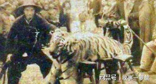 深山“虎阎王” 陈耆芳的六年猎虎传奇与家禽牲畜保卫战