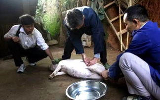 记忆中的民勤工匠与家畜图景