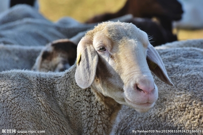 生灵剪影 羊摄影图集中的家禽家畜世界